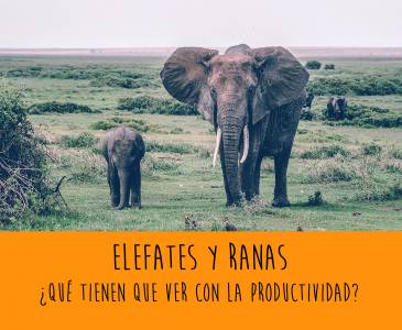 De elefantes y ranas (y la productividad)