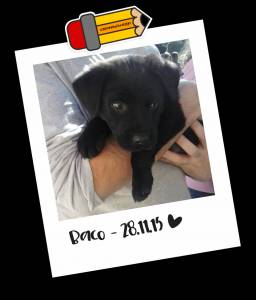 Baco - Adoptar un perro