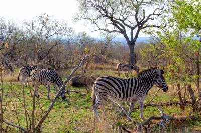 Guía completa para armar un safari al Parque Kruger en Sudáfrica