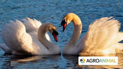 San Valentín: Los Animales Más Fieles Del Mundo
