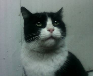 Sofia, poema del calorcito felino