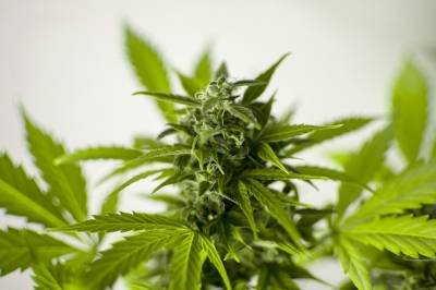 ¿Se puede tener una sobredosis de CBD?