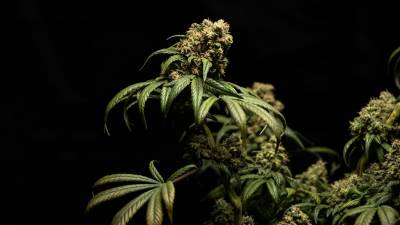 Tipos de CBD: Espectro completo, Amplio espectro y Aislado de CBD