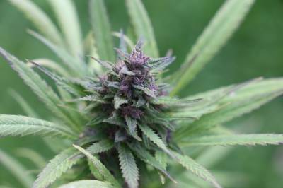 Cannabinoides: Tipos y efectos