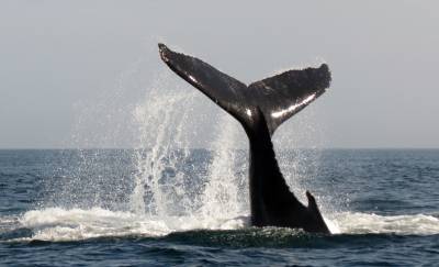 El canto de la ballena muda