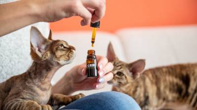 CBD para perros y gatos