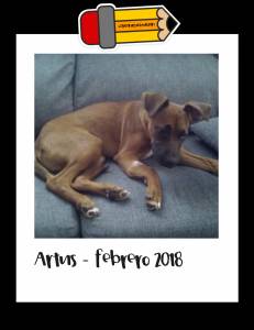 Artus – Acoger y adoptar un perro maltratado