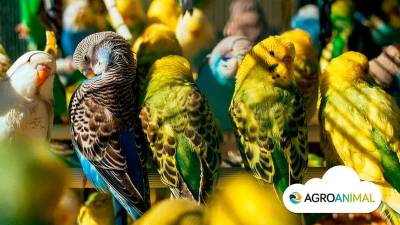 5 Tips Para La Alimentación De Un Periquito | Agroanimal