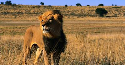 El Rey de la Selva
