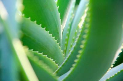 ¿Por qué Comprar Hojas de Aloe Vera? - IBIZALOE