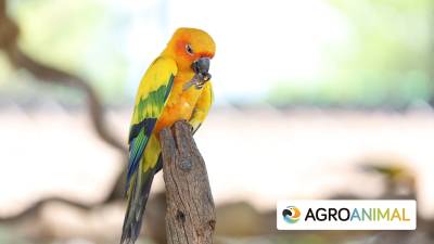 Enfermedad Del Pico Y Plumas En Psitaciformes (PBFD) | Agroanimal