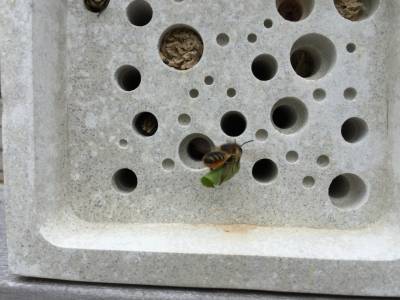 Ladrillos para abejas: Construcción natural para las ciudades