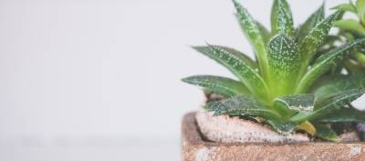 Auge del Aloe Vera en España - IBIZALOE