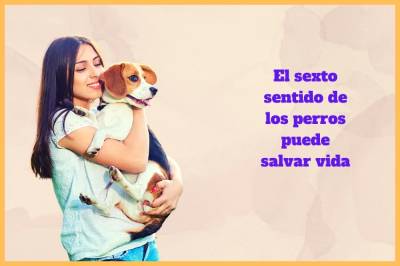 El sexto sentido de los perros puede salvar vida【2022】