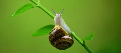 Baba de Caracol y Aloe Vera | ¿Mismas Propiedades?