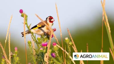 Top 10 productos para pájaros más vendidos