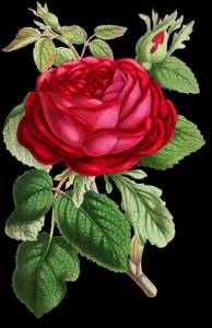 Rosa Roja 'Relato'
