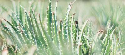 ¿Qué es el Aloe Vera Barbadensis? - IBIZALOE