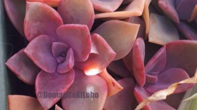 #297 ¿Creciendo o floreciendo?