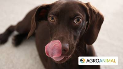 Ventajas de la comida en lata para perros