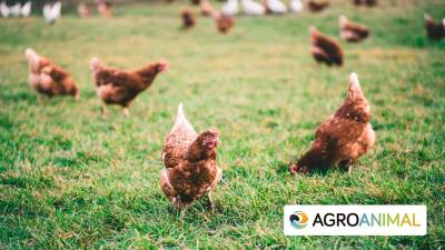 3 Tipos de pienso para gallinas