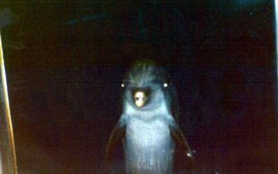 La cara oculta de los delfines