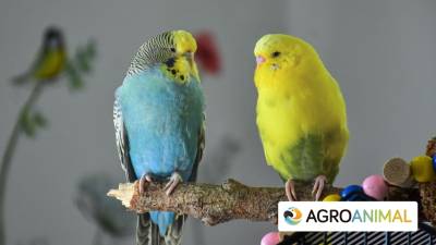 4 Tipos De Insecticidas Para Pájaros
