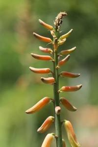 Fruto de Aloe Vera - Lo Que Debes Saber - IBIZALOE