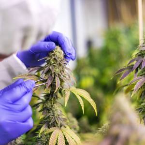 Flores de cannabidiol