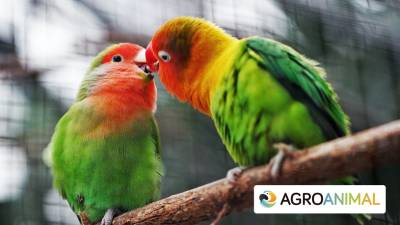 La Importancia De La Conservación De Aves Exóticas
