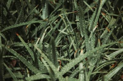 ¿Qué es enraizar? ¿Cómo hacerlo con Aloe Vera? - IBIZALOE