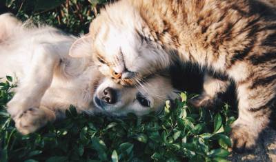 LovaPets: Una marca de calidad para el cuidado de tu mascota en Hannapy