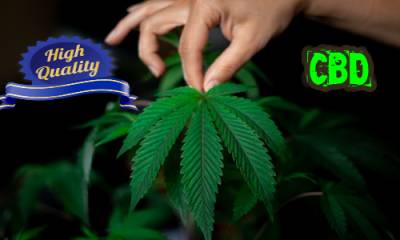 Cómo Identificar El Cbd De Alta Calidad: Guía Completa Para Compradores Informados
