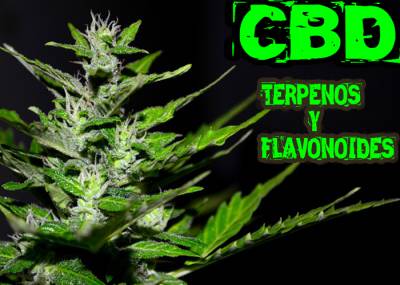 Terpenos y Flavonoides del CBD: beneficios y propiedades