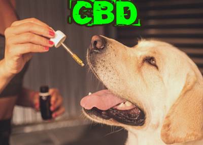 CBD para mascotas