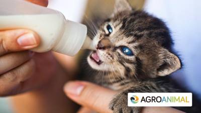 Qué Hacer Si Te Has Encontrado O Tienes Gatitos O Perritos Pequeños En Casa