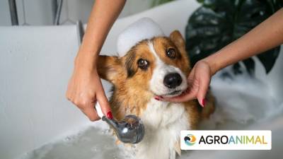 Como cuidar el pelaje de tu perrito
