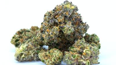 Conviértete en catador de flores CBD