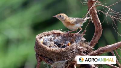 Nidos de pájaros: Curiosidades que no conoces