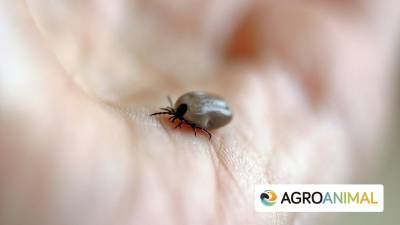 Nueva Garrapata En España: La Importancia De Desparasitar A Tu Mascota