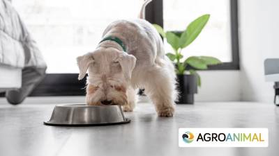 Cómo elegir el pienso perfecto para tu perro - Agroanimal