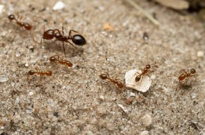 La hormiga roja de fuego es una especie invasora que provoca un gran impacto en los ecosistemas y la salud hum