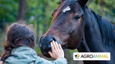 Guía Completa Sobre El Control De Parásitos En Caballos