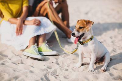 Best pet friendly resort in Florida