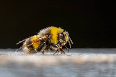 Los abejorros están en riesgo de extinción