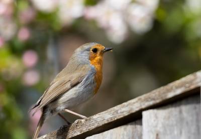 Cómo Crear Un Espacio Seguro Para Pájaros En Casa