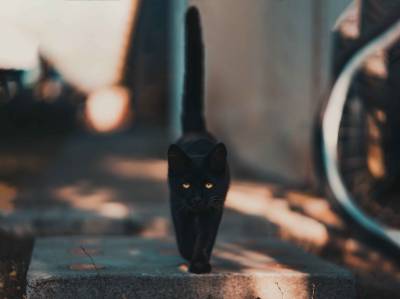 Gato Negro, un gato particular