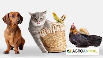 Día Mundial De Los Animales: Las Mascotas Como Protagonistas En Los Hogares