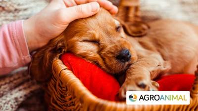 Empapadores Para Perros: Preguntas Frecuentes