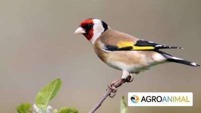 6 pasos para prevenir las infecciones en aves